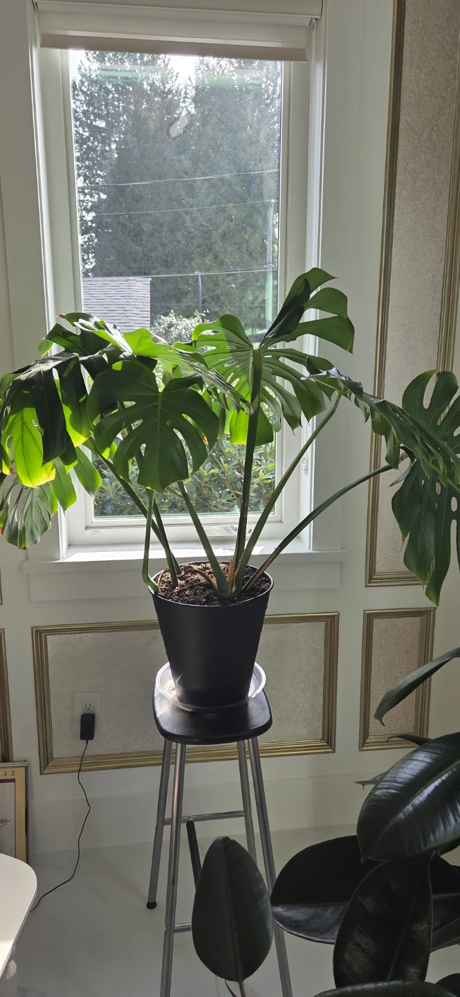 Monstera Deliciosa Plant - photo 3