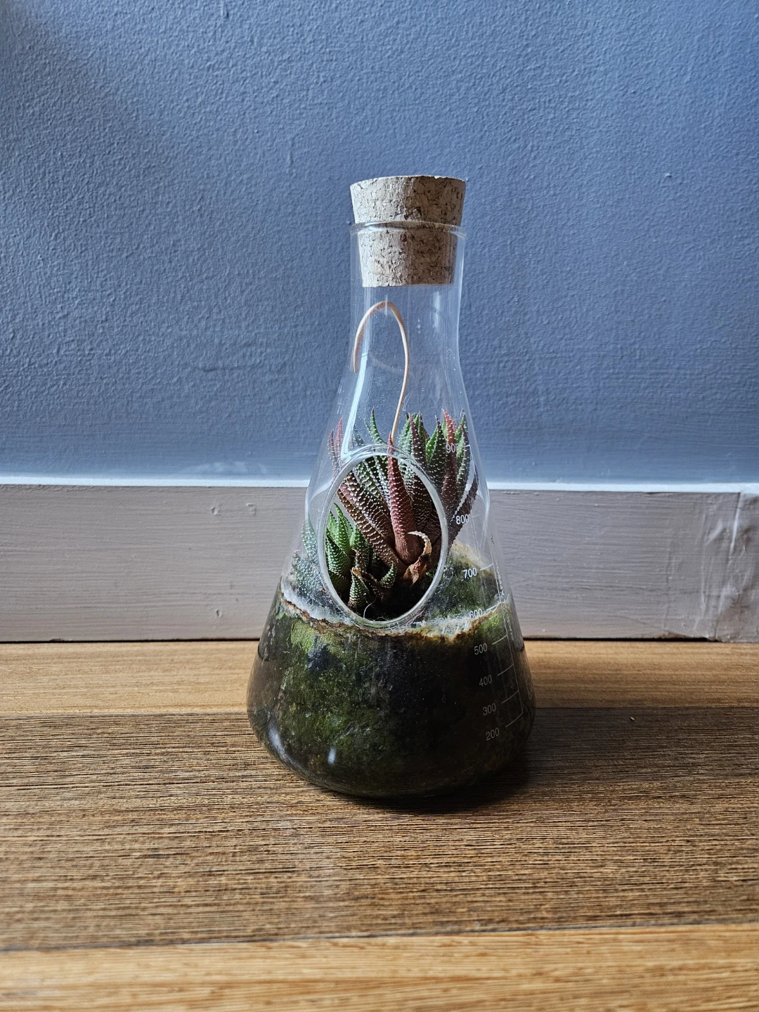 Last chance! Succulent: Haworthia fasciata - photo 2