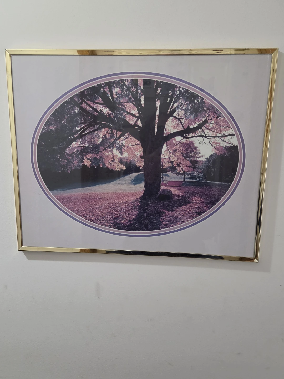 Framed Oval Print of a Tree with Fall Leaves