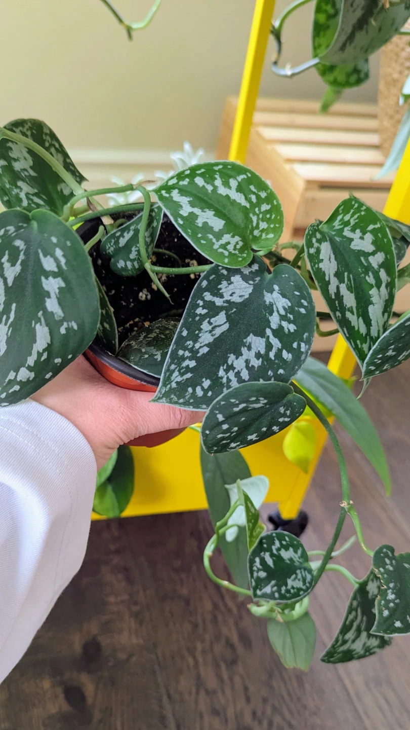 Satin Pothos Indoor plant (Scindapsus)