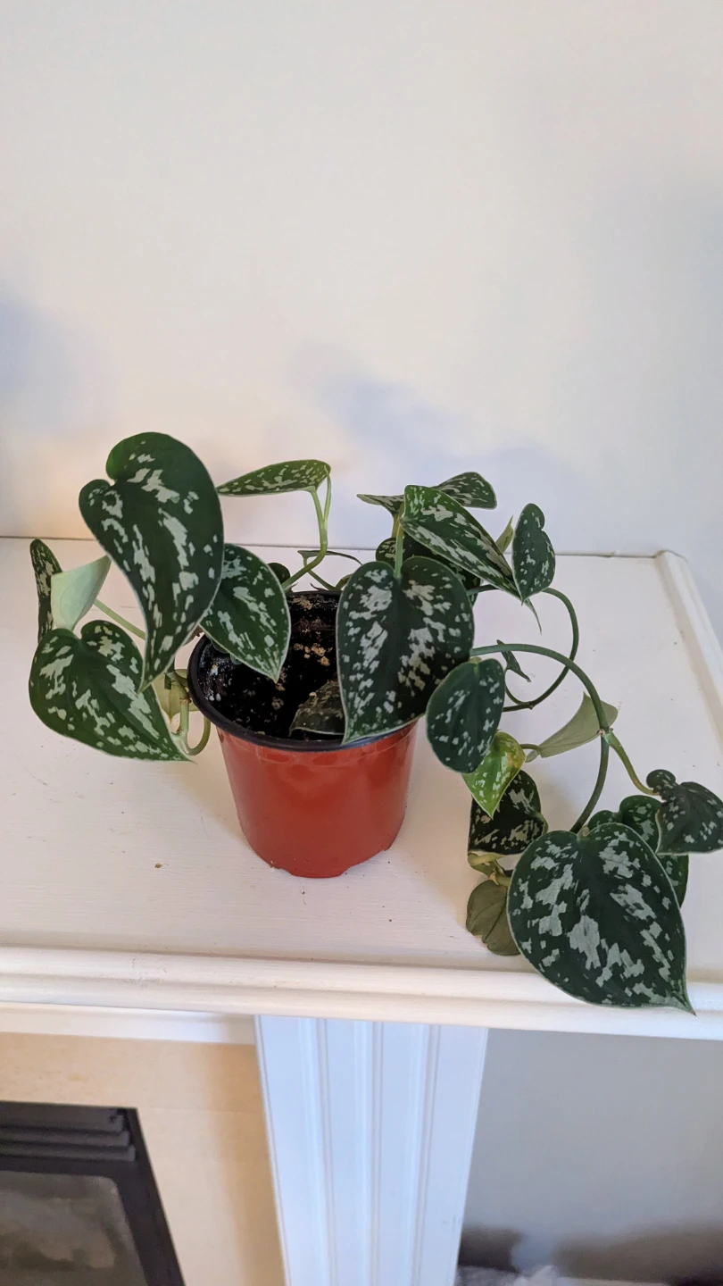 Satin Pothos Indoor plant (Scindapsus) - photo 2