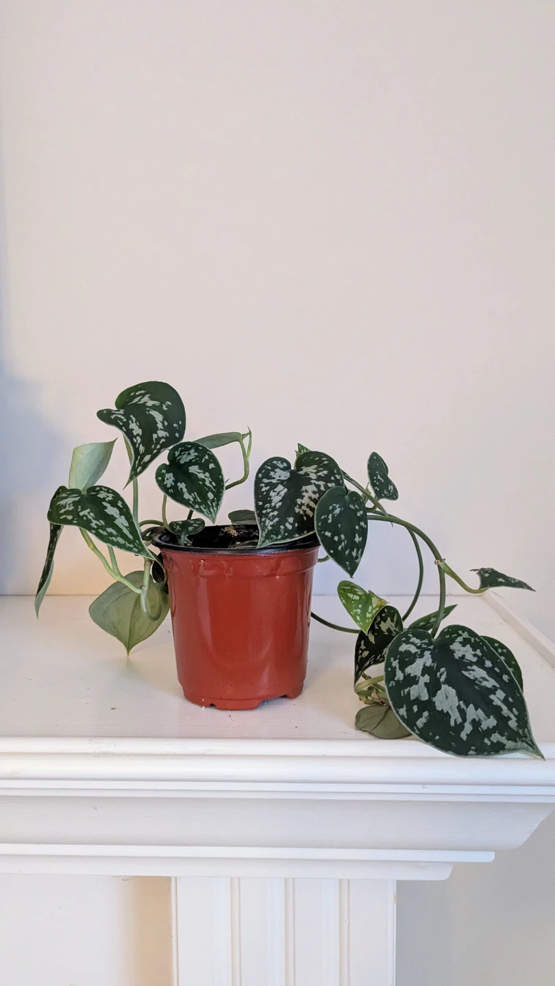 Satin Pothos Indoor plant (Scindapsus) - photo 3