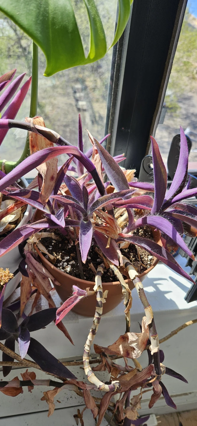 Mixed Potted Plants - $10 to $20 each