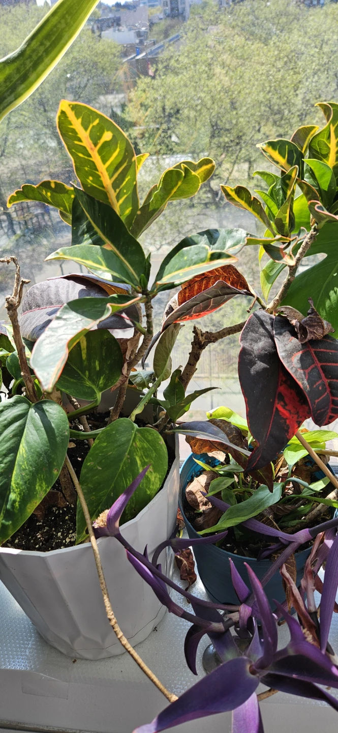 Mixed Potted Plants - $10 to $20 each - photo 2