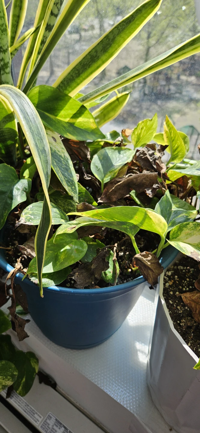 Mixed Potted Plants - $10 to $20 each - photo 3
