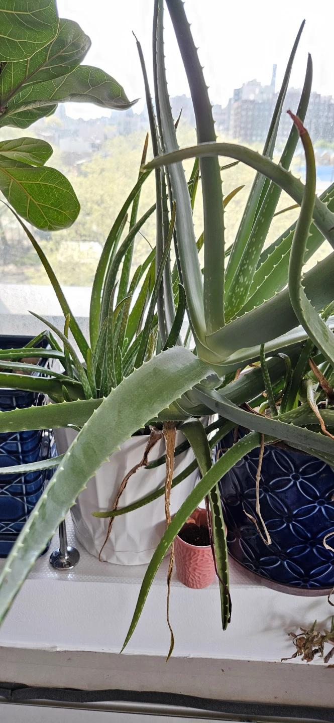 Mixed Potted Plants - $10 to $20 each - photo 5
