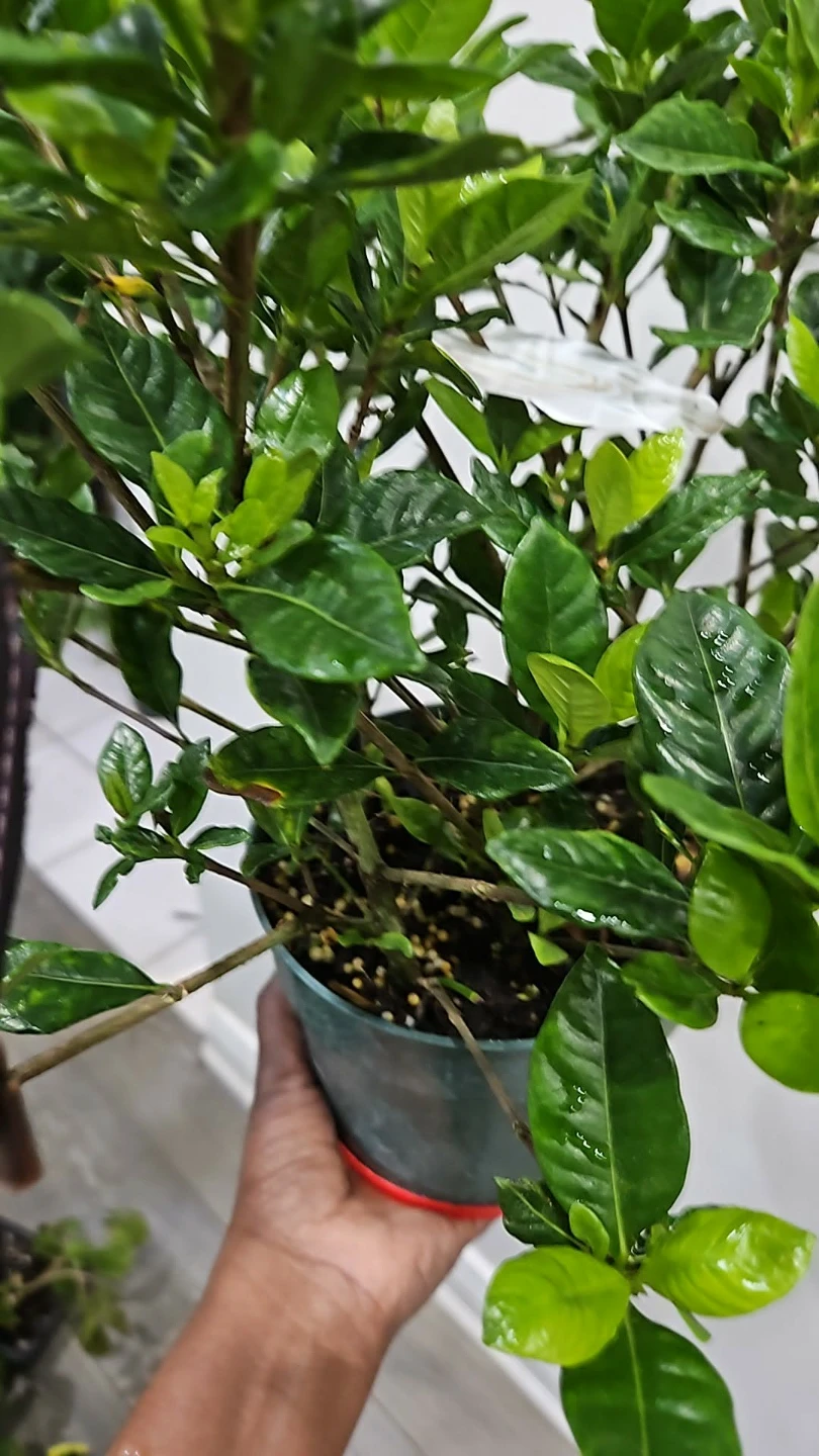 Gadinia in 6"pot - photo 2
