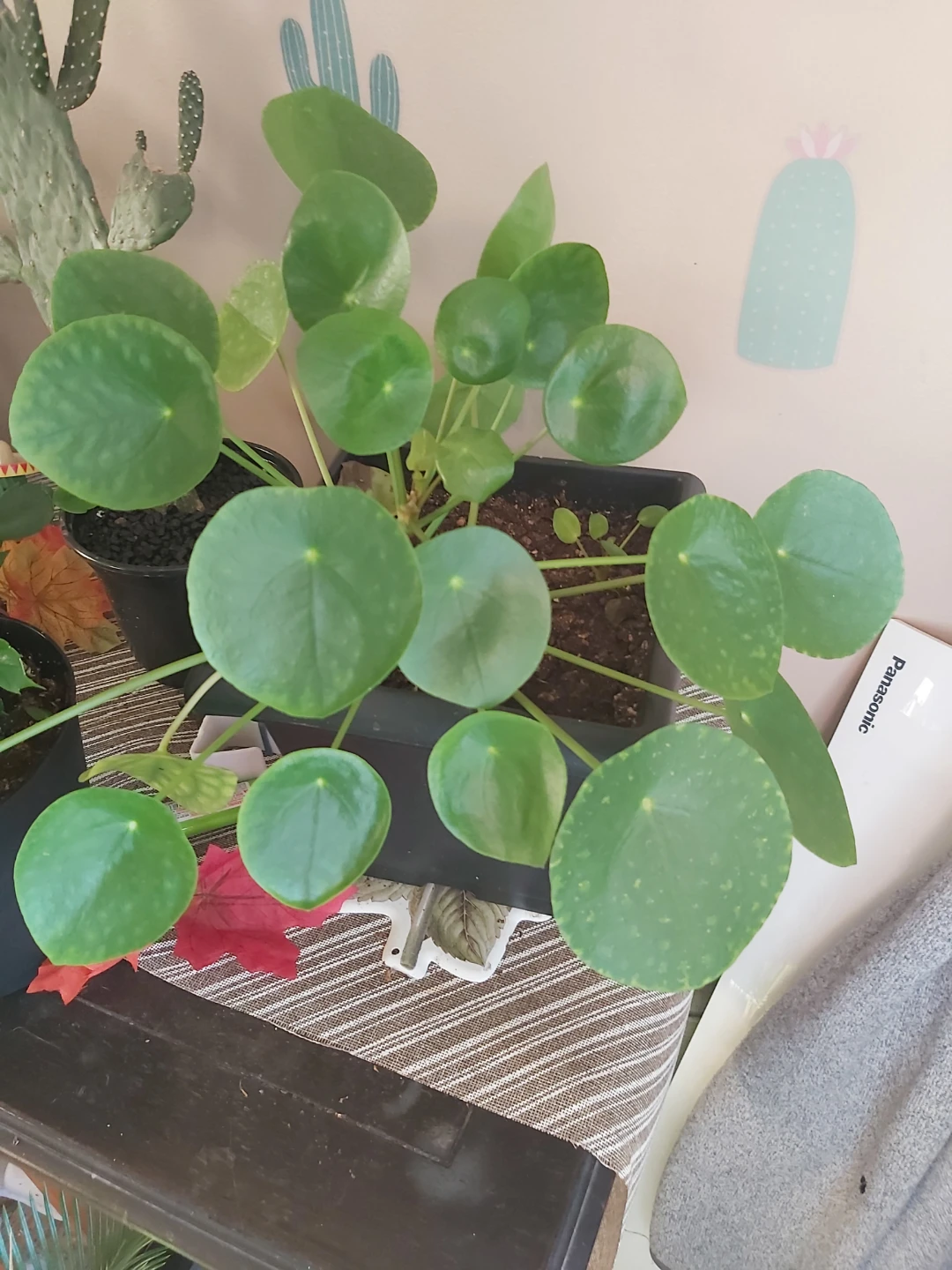 Pilea Peperomioides Plant