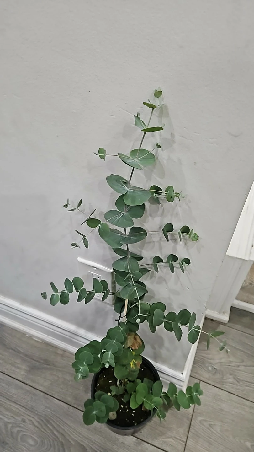 Eucalyptus Plant