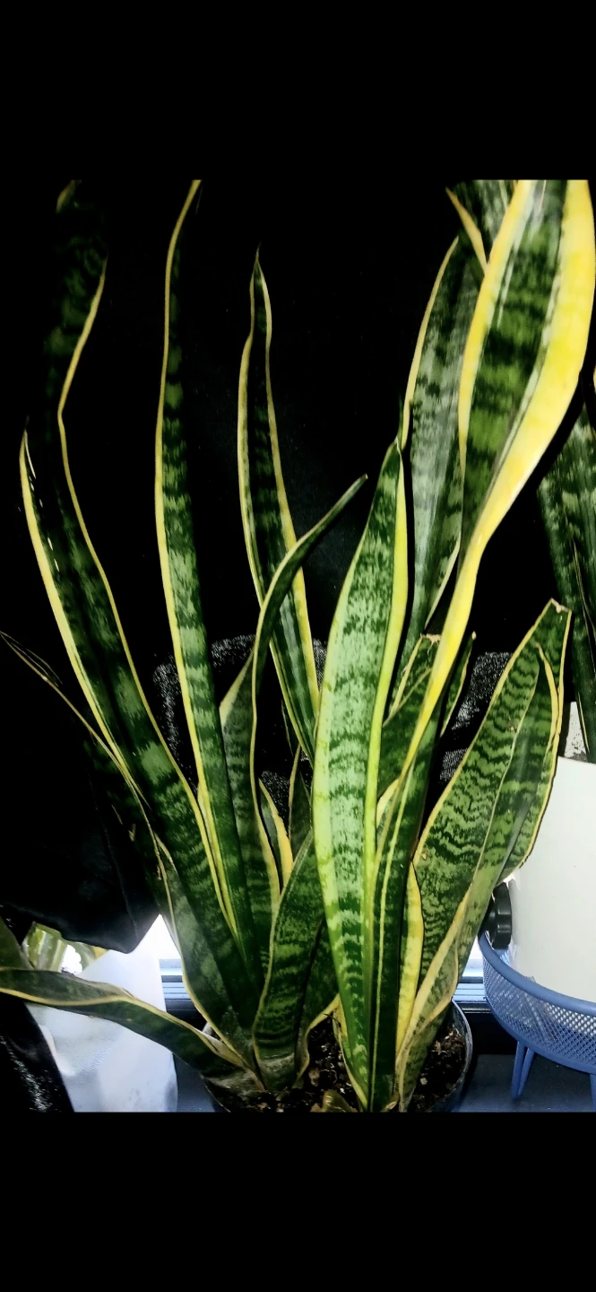 Snake Plant - Sansevieria Trifasciata. Plant 🌱
