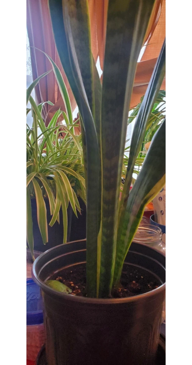 Snake Plant - photo 3