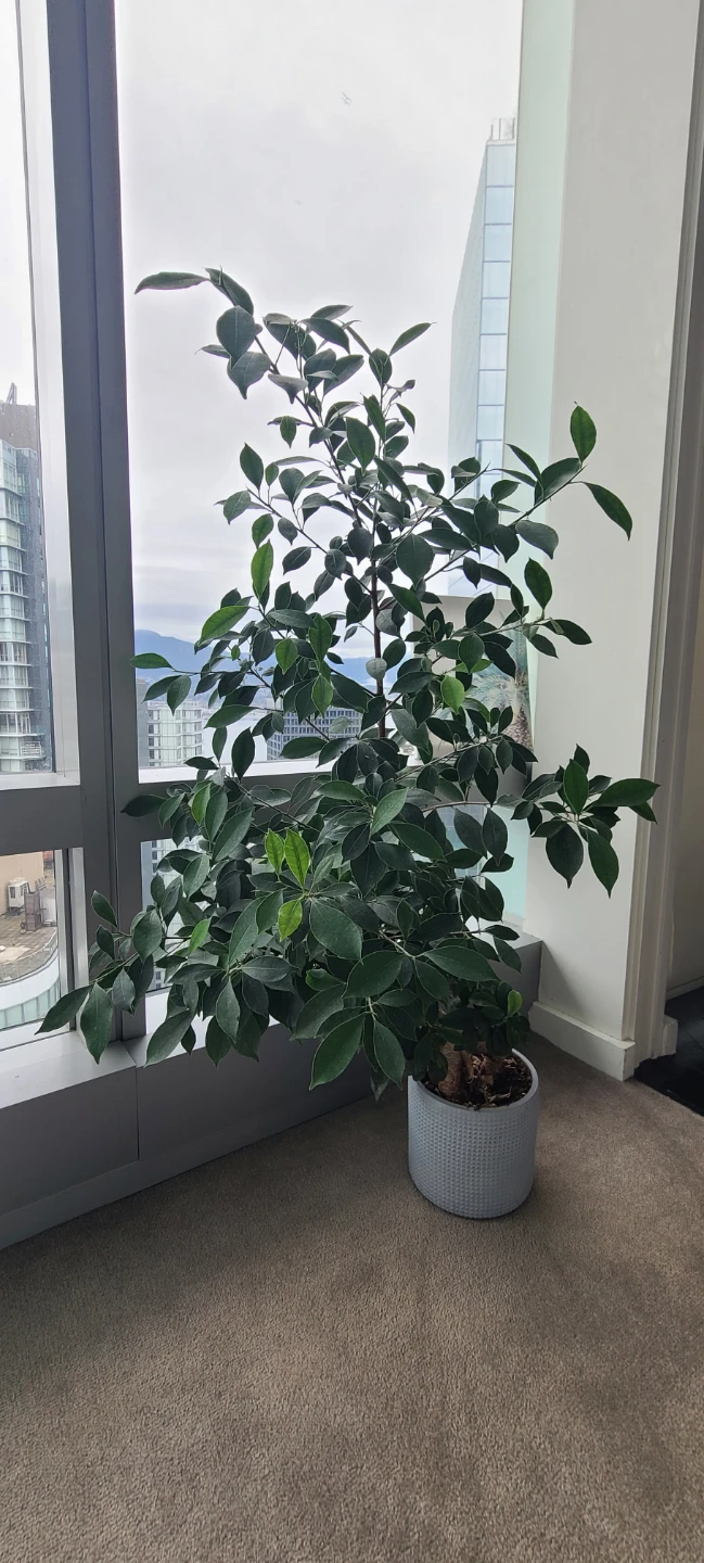 Bonsai Tree in Decorative Pot - photo 4