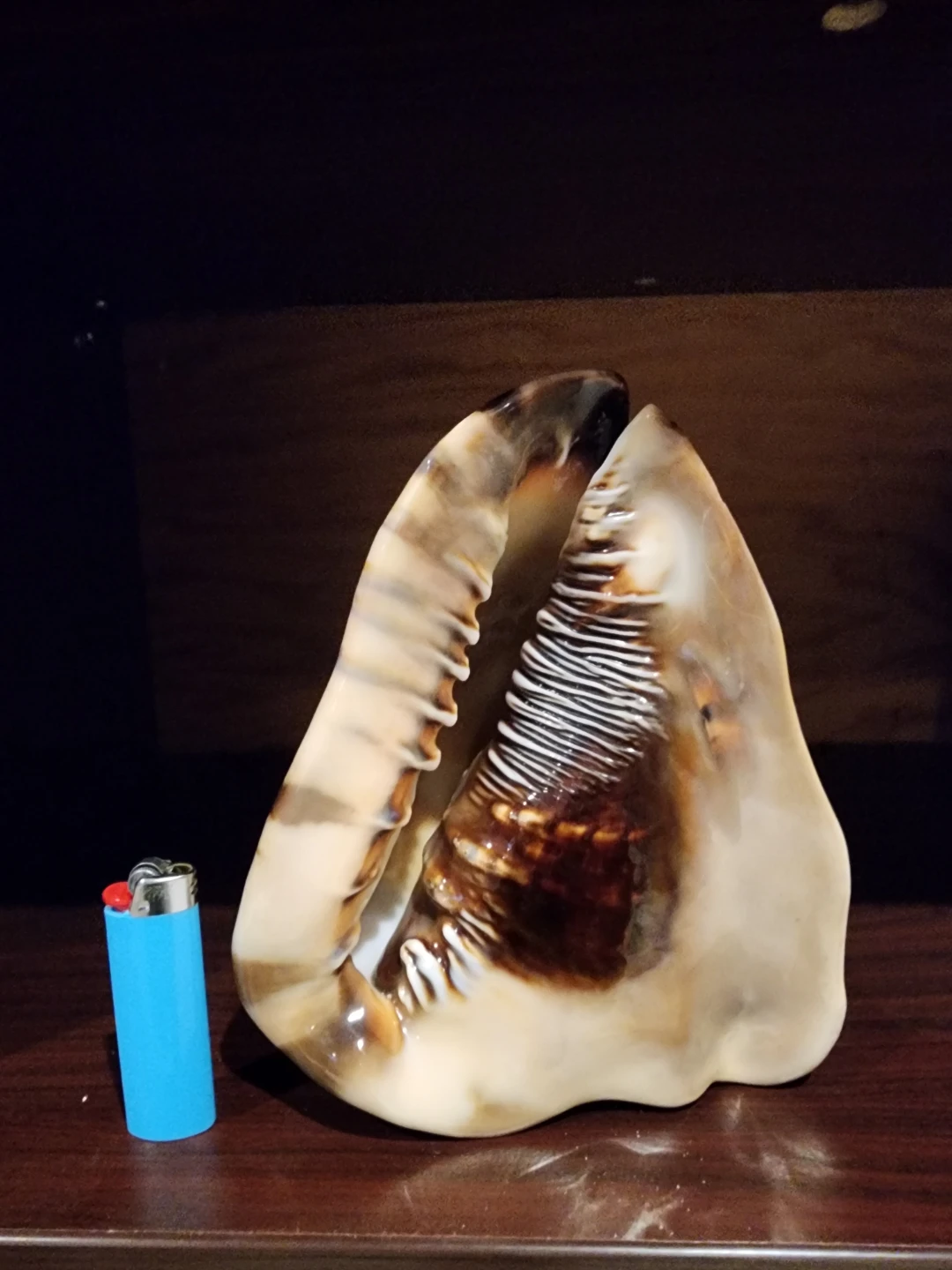 Large Conch Shell - photo 5