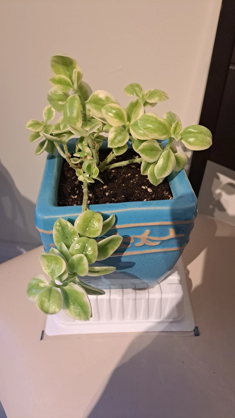 Variegated Sedum Plant in Blue Ceramic Pot - photo 2