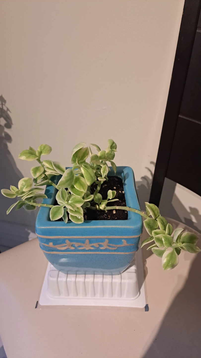 Variegated Sedum Plant in Blue Ceramic Pot - photo 3