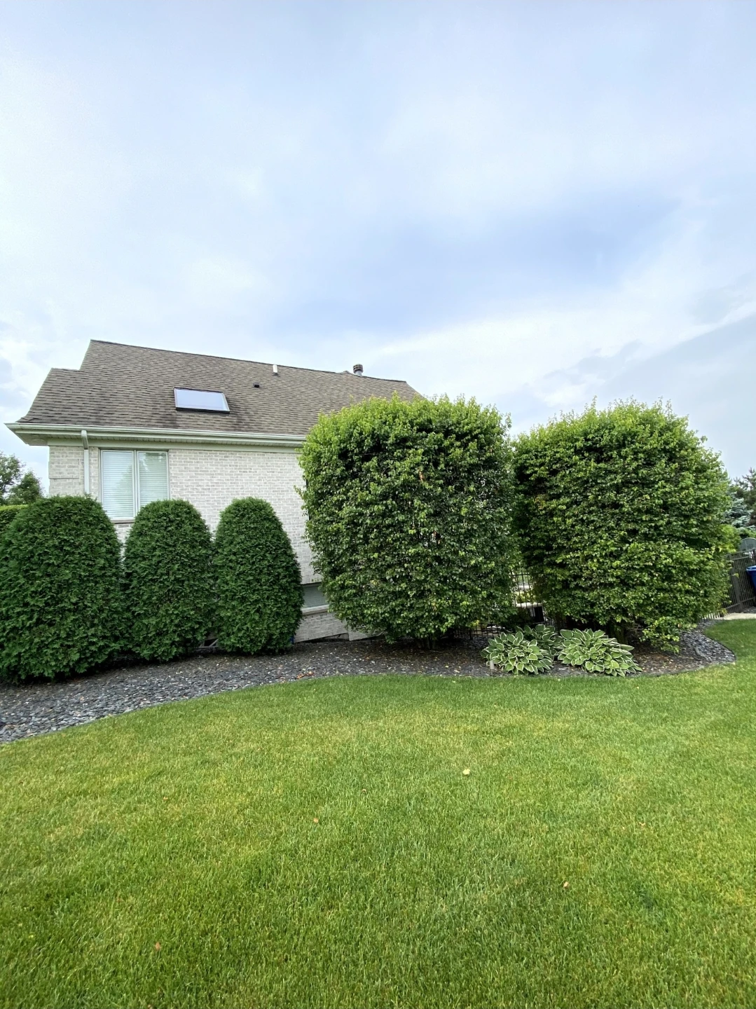 Tree trimming & pruning - photo 5