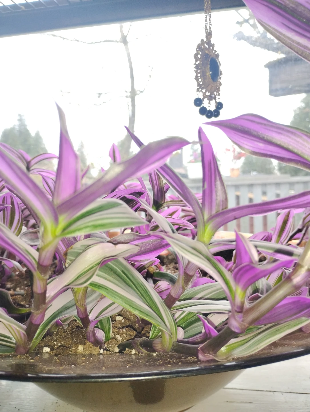 Tradescantia Zebrina