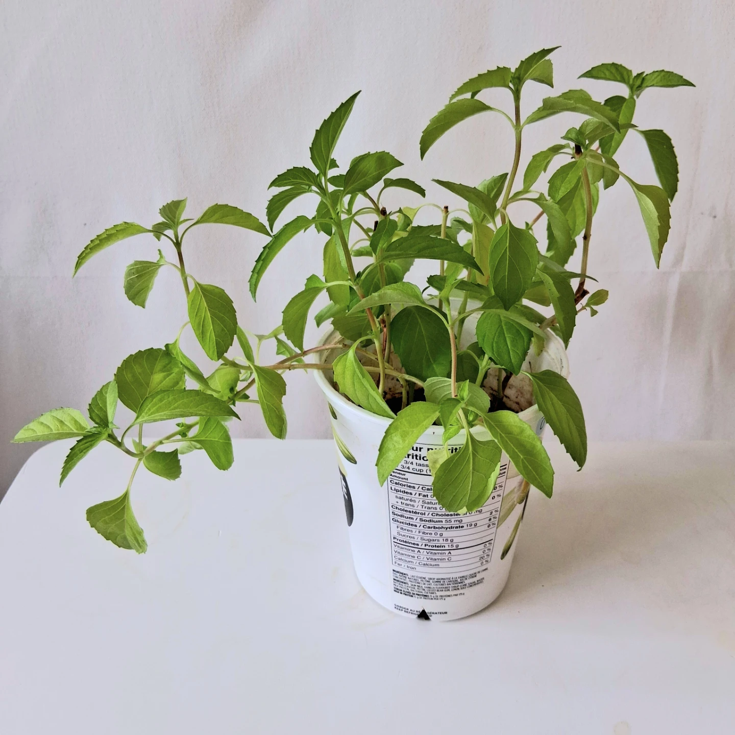 🌱 Purple Basil 🌻 - photo 3