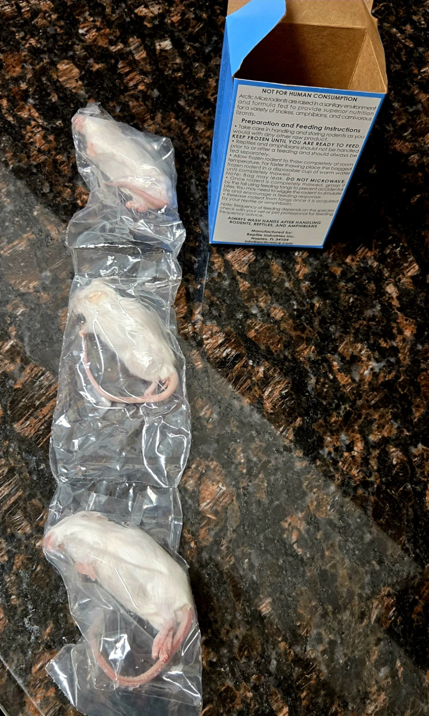 Frozen LG Mice - photo 2