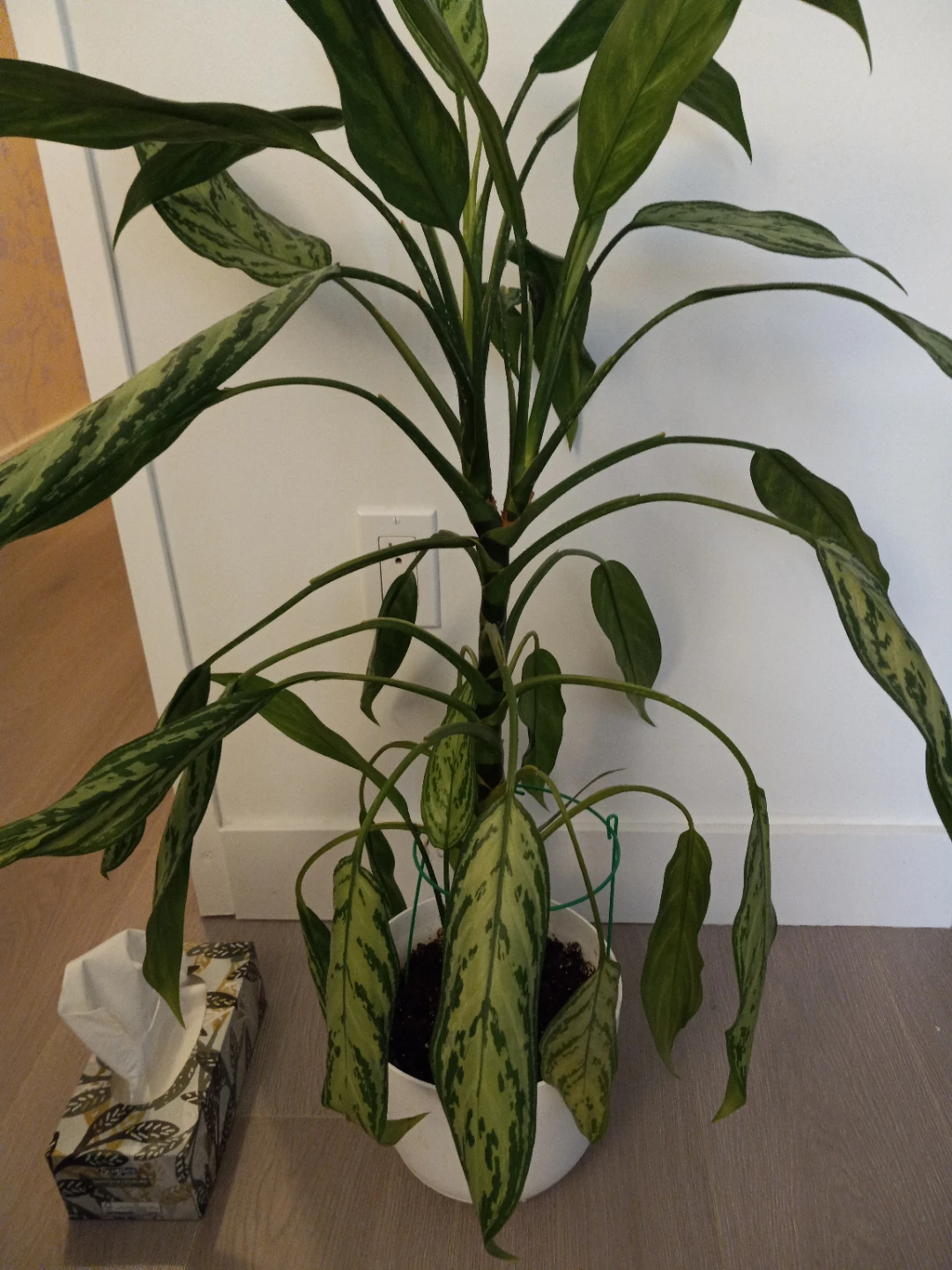 3 foot tall - Chinese evergreen Plant in White Pot - photo 2