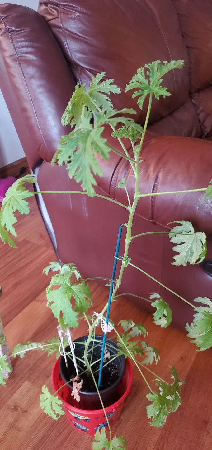 Citronella Plant - photo 4