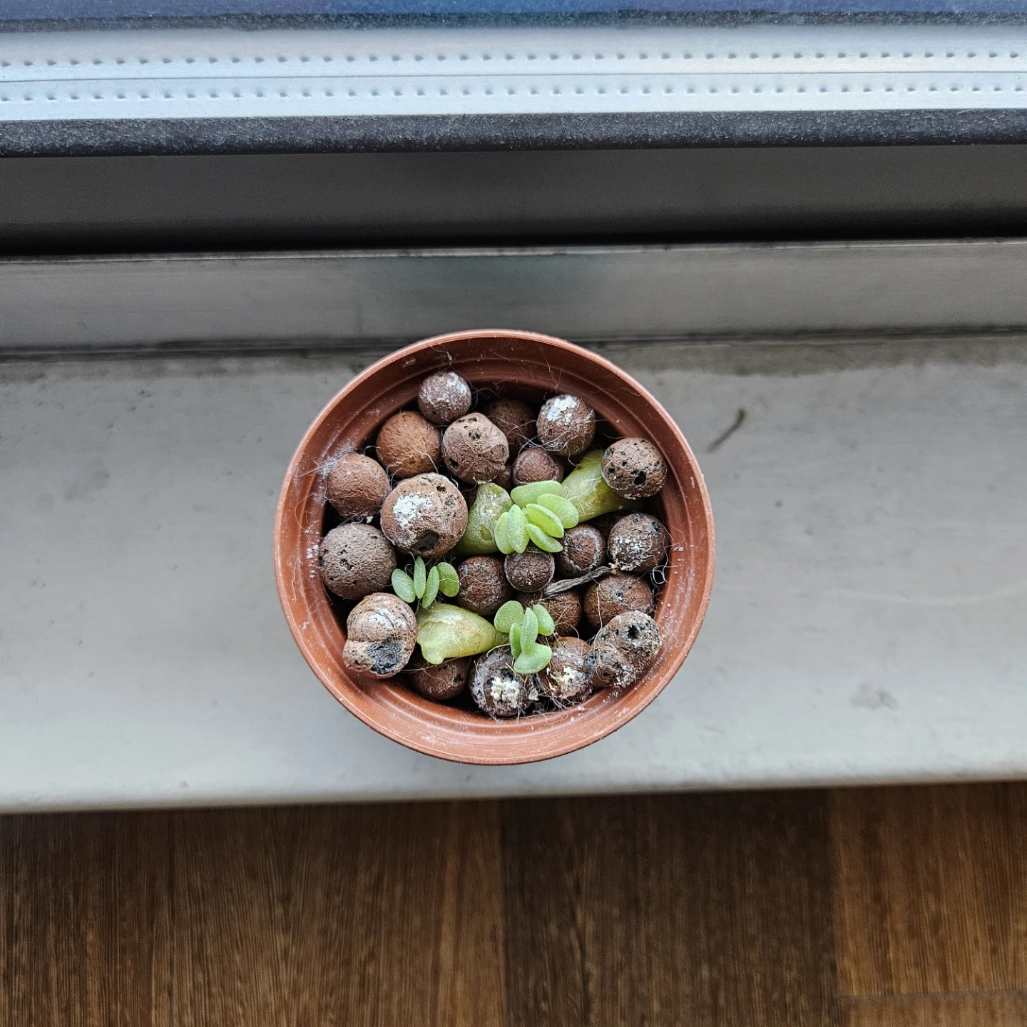 Baby Crinkle Leaf Succulent
