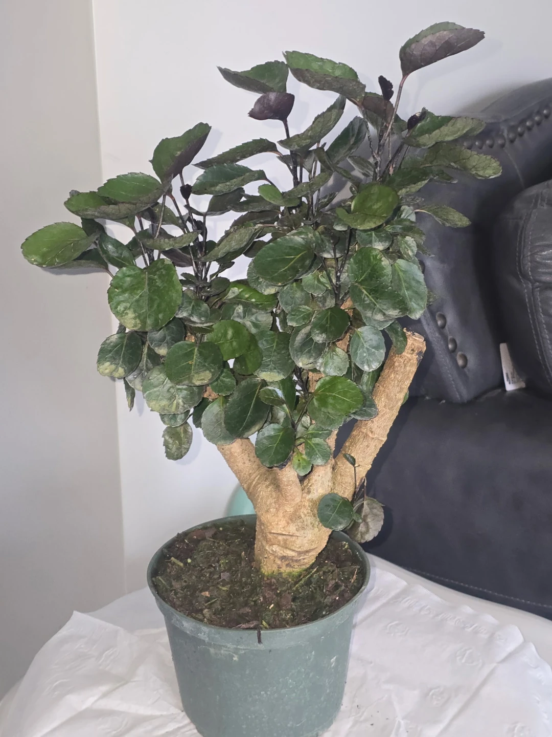 Aralia  Fabian in 6"pot