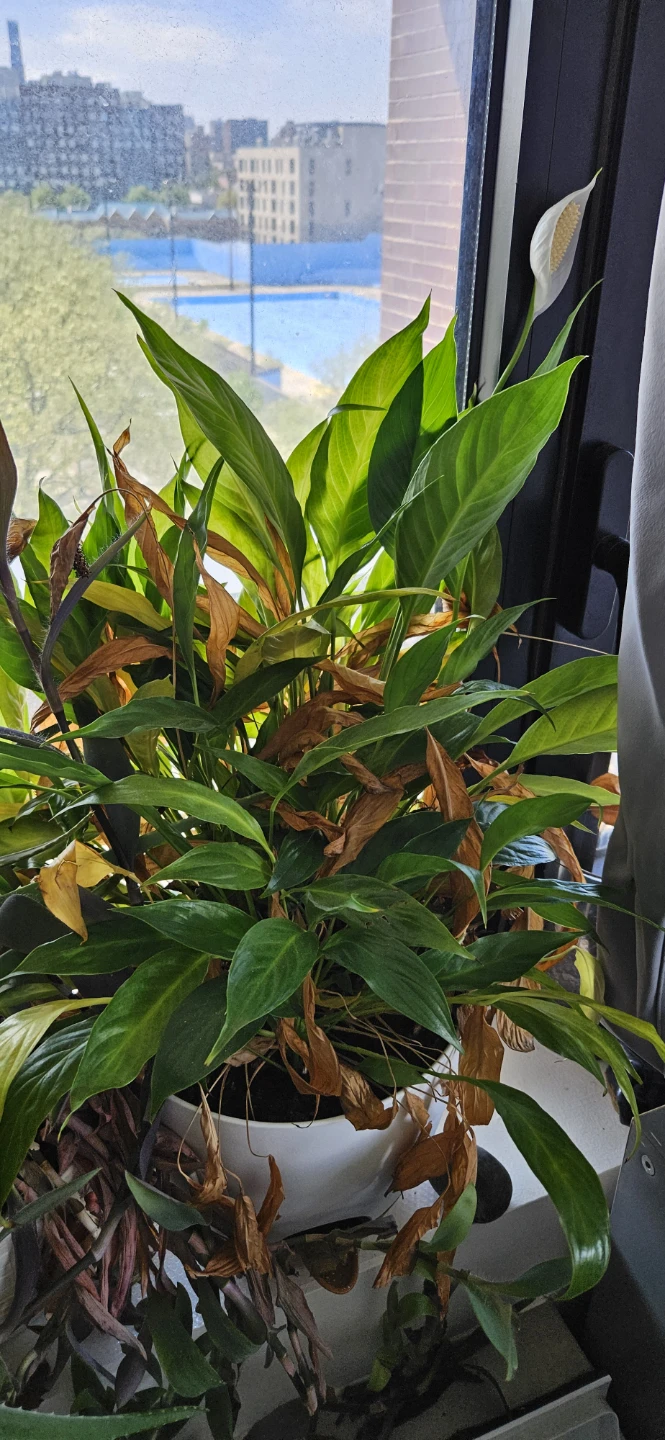 Mixed Potted Plants - $10 to $20 each - photo 4