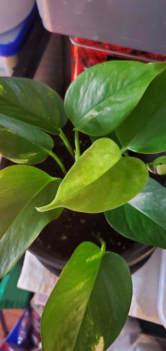 Pothos Plant - photo 2