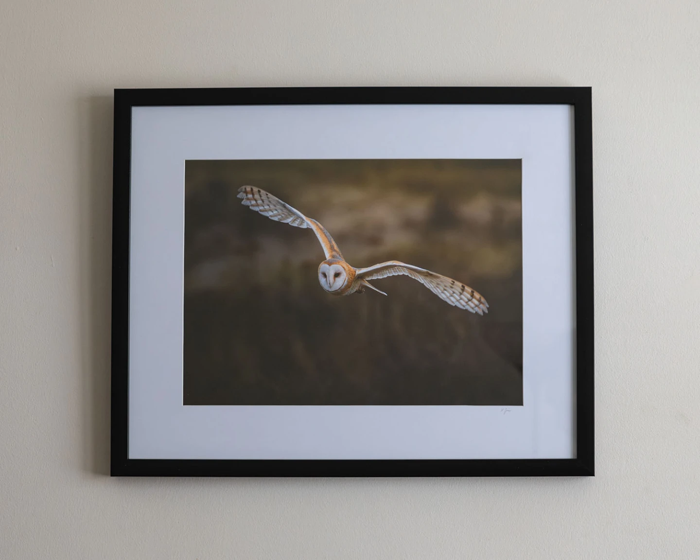 Barn owl photo | wall art - photo 2