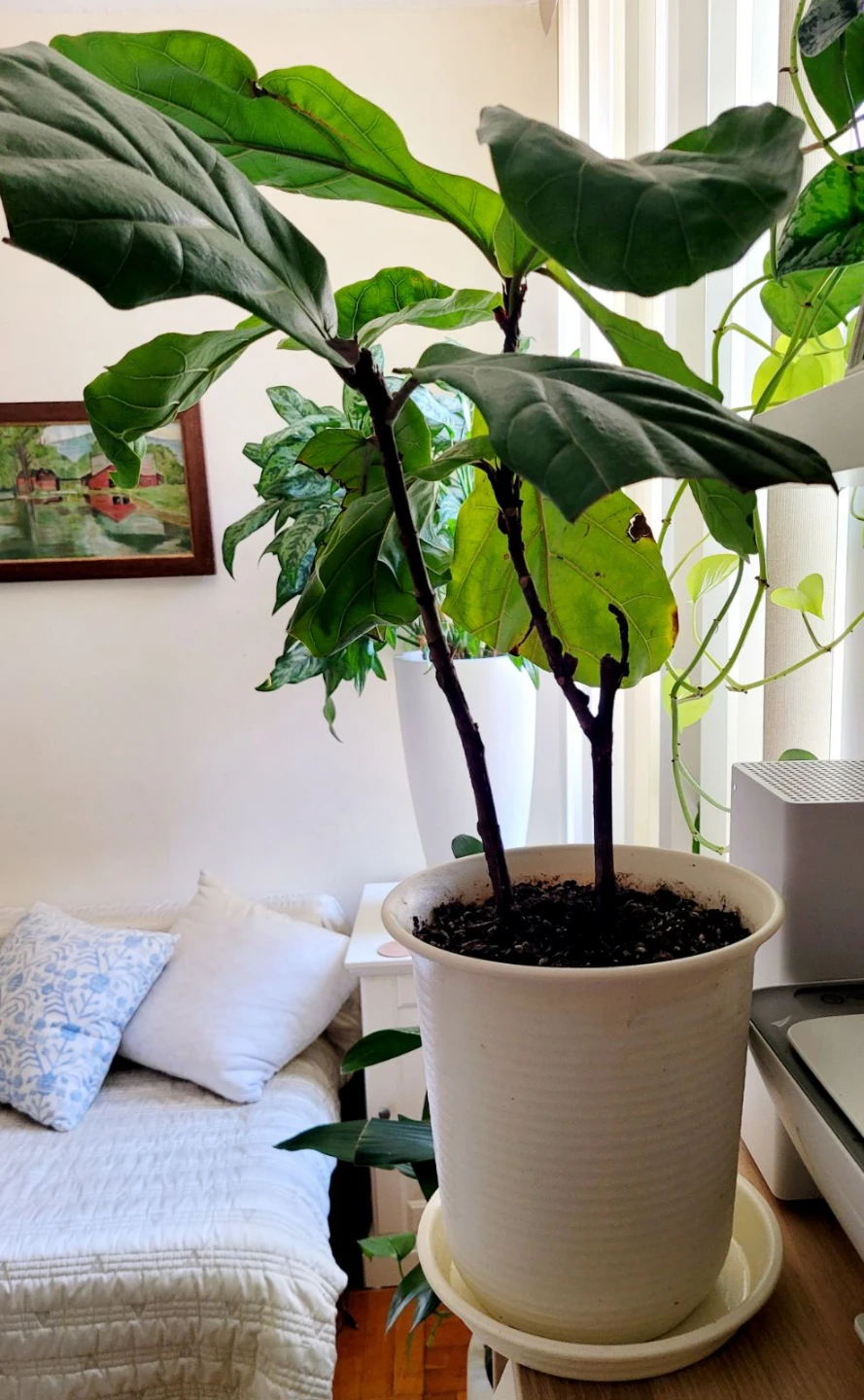 Fiddle Leaf Fig Plant