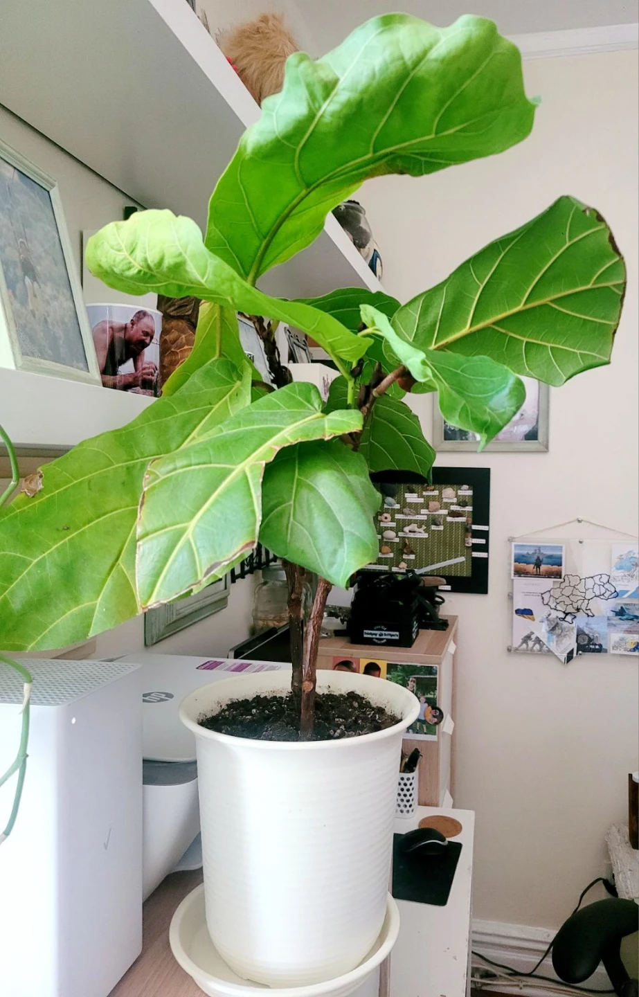 Fiddle Leaf Fig Plant - photo 2