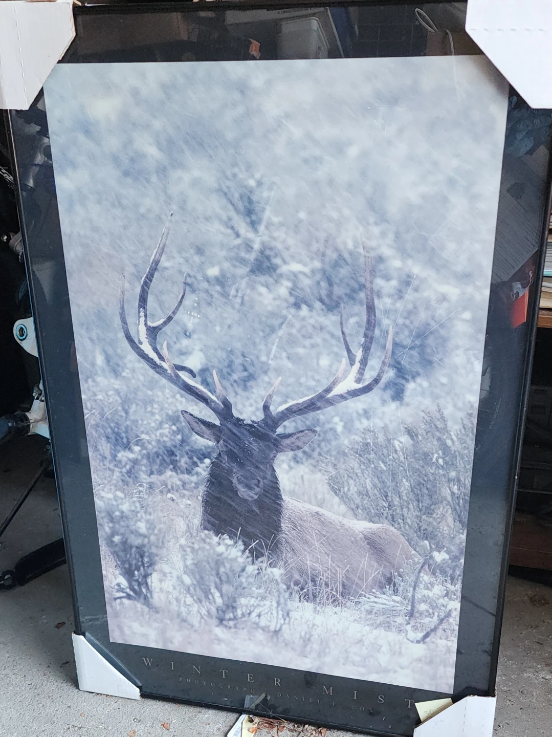 "Winter Mist " Elk in a snowy landscape.