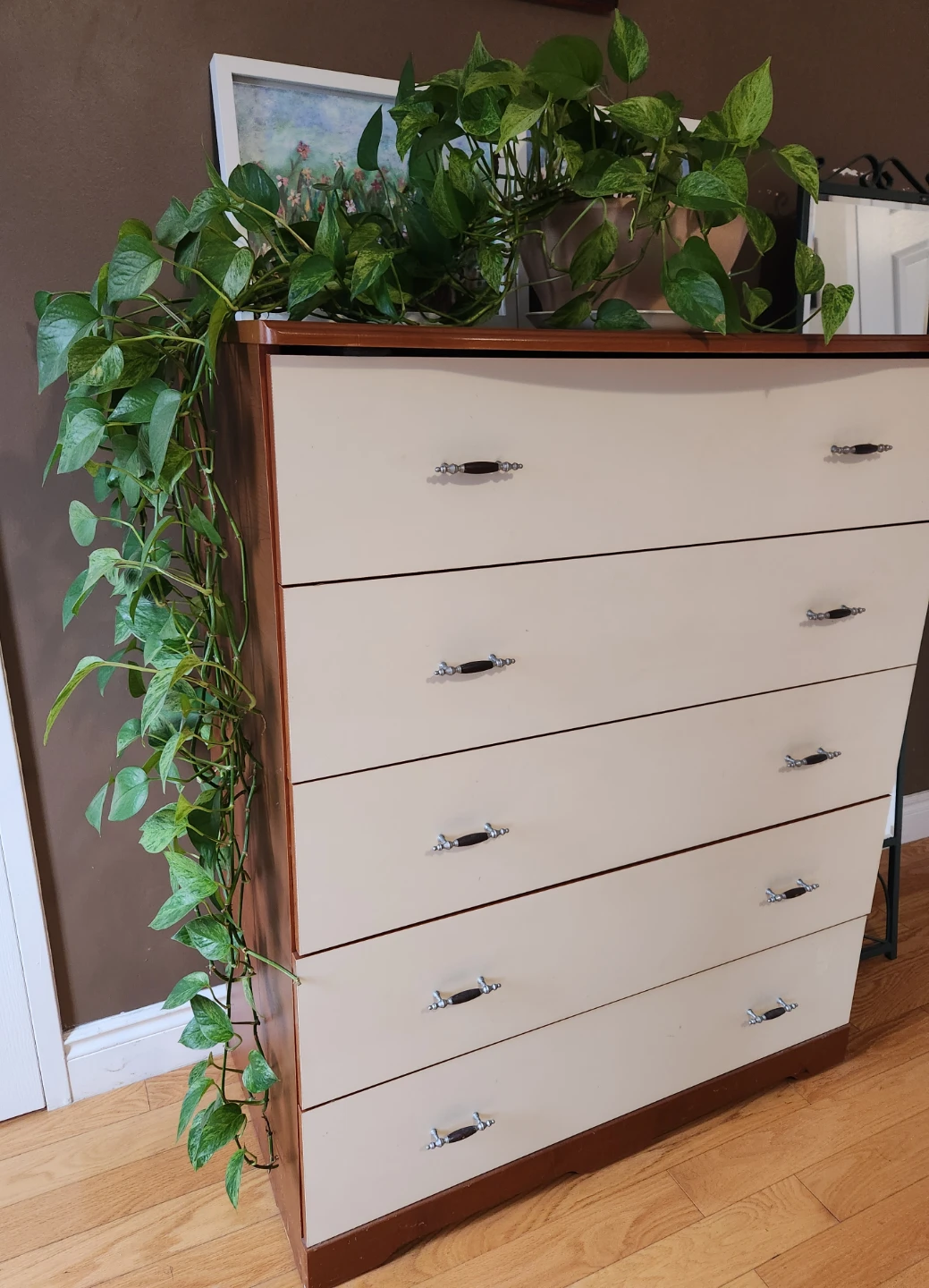 Marble Queen Pothos Plant