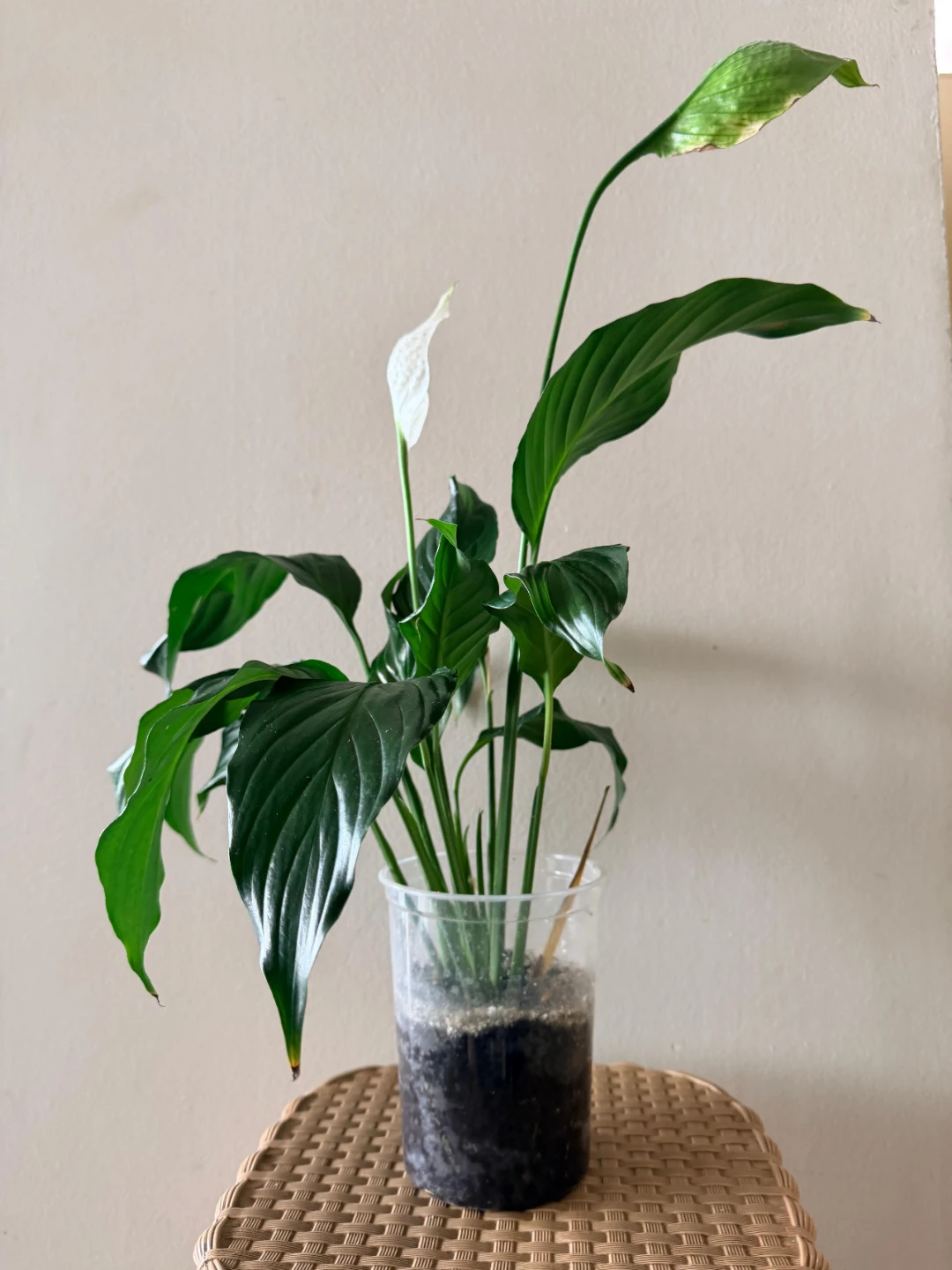 Beautiful & Healthy Peace Lily – Easy Care