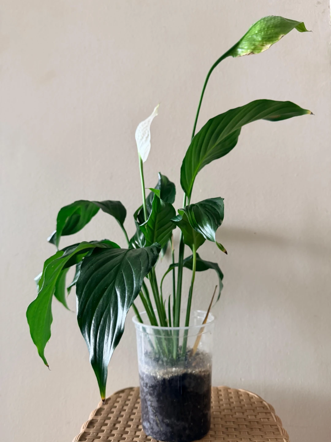 Beautiful & Healthy Peace Lily – Easy Care - photo 2