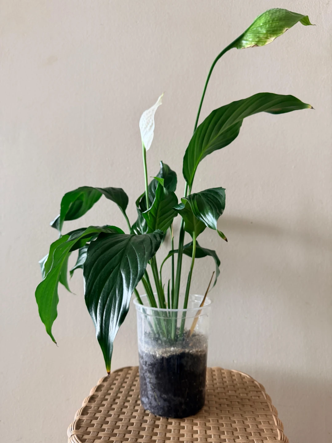 Beautiful & Healthy Peace Lily – Easy Care - photo 3