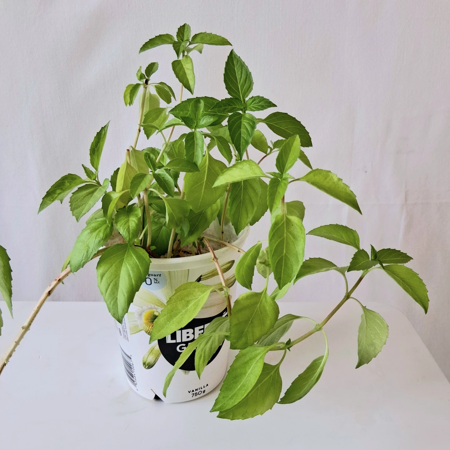 🌱 Purple Basil 🌻 - photo 5