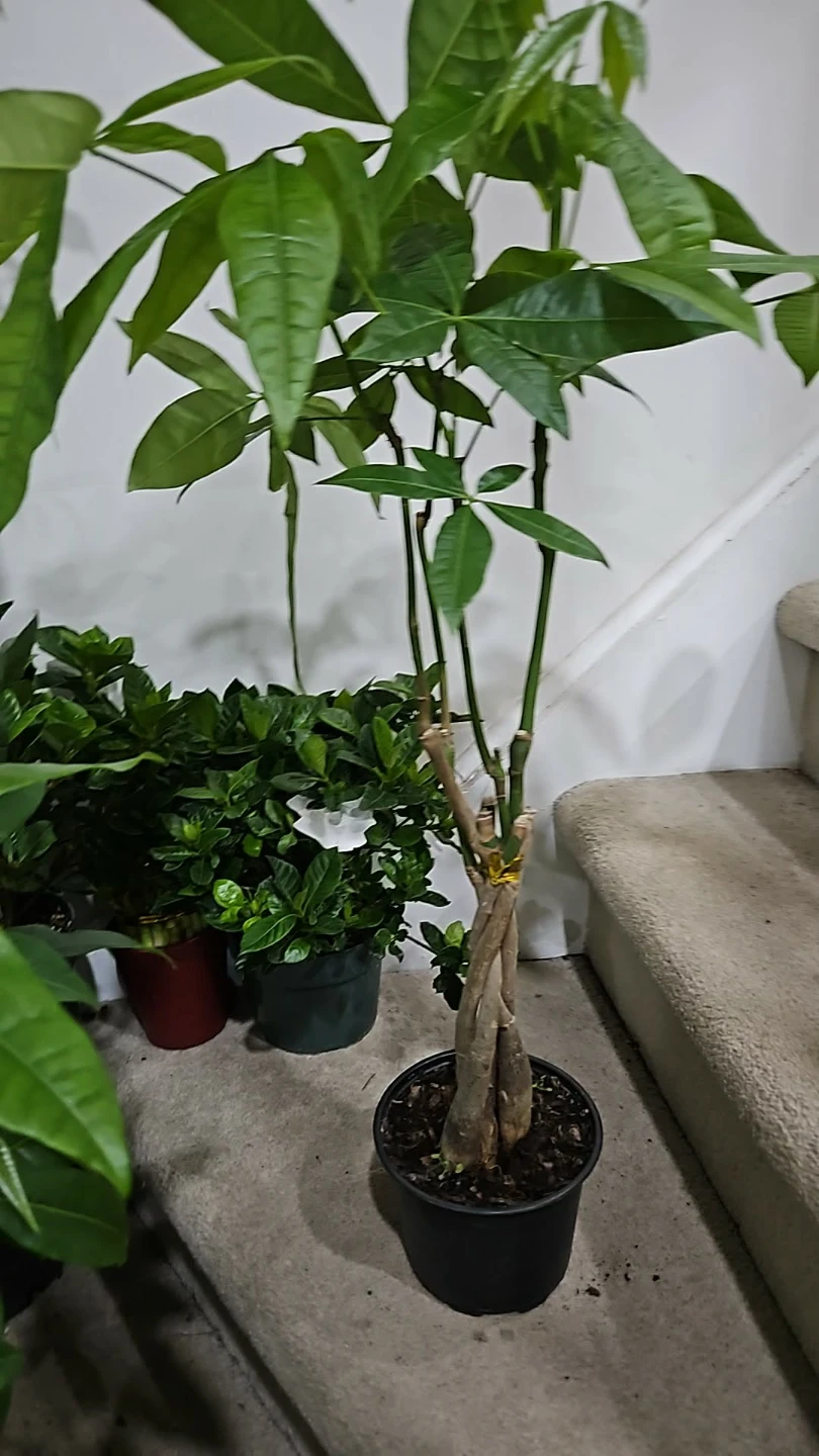 Money Tree Plant🌱 in,6"pot