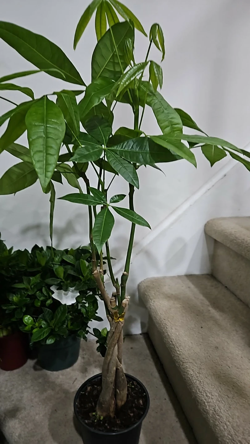 Money Tree Plant🌱 in,6"pot - photo 2