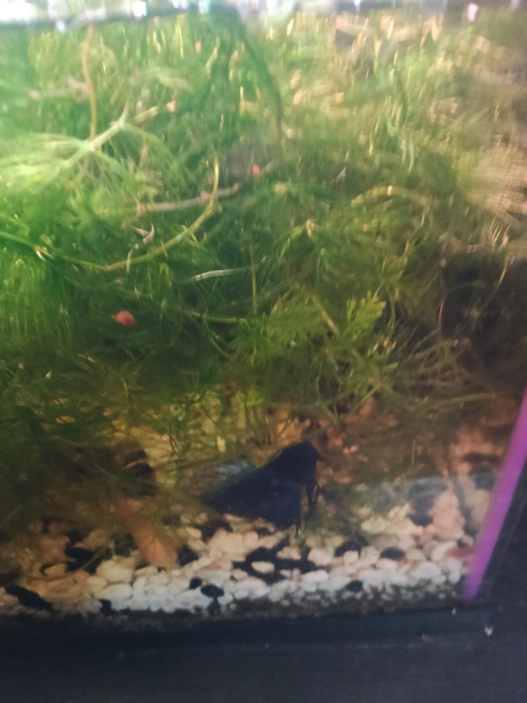Betta Fish Tank Setup