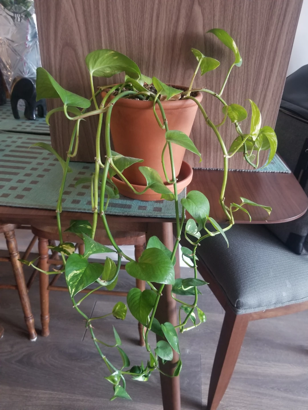 Pothos Plant in Terracotta Pot