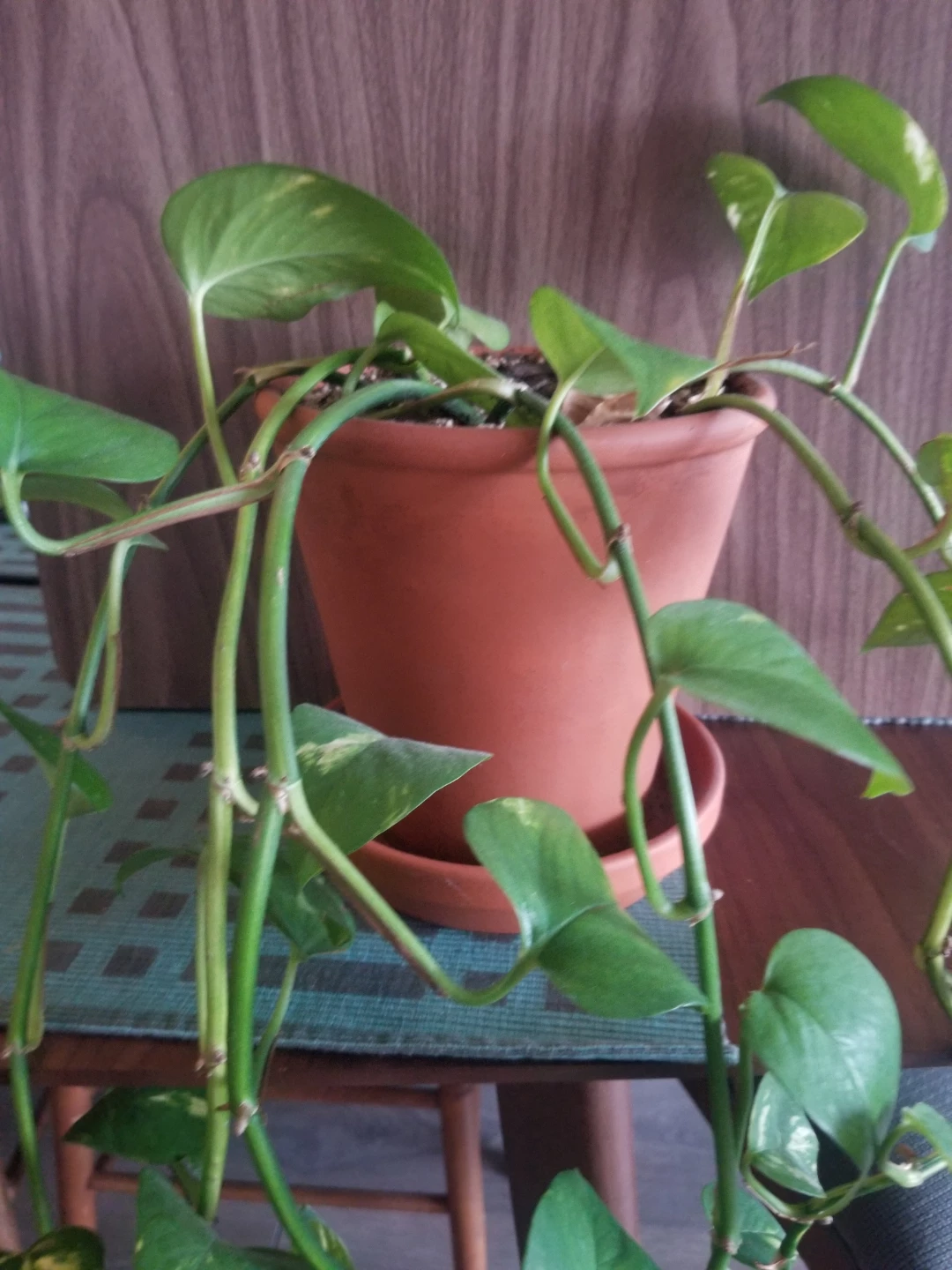 Pothos Plant in Terracotta Pot - photo 2