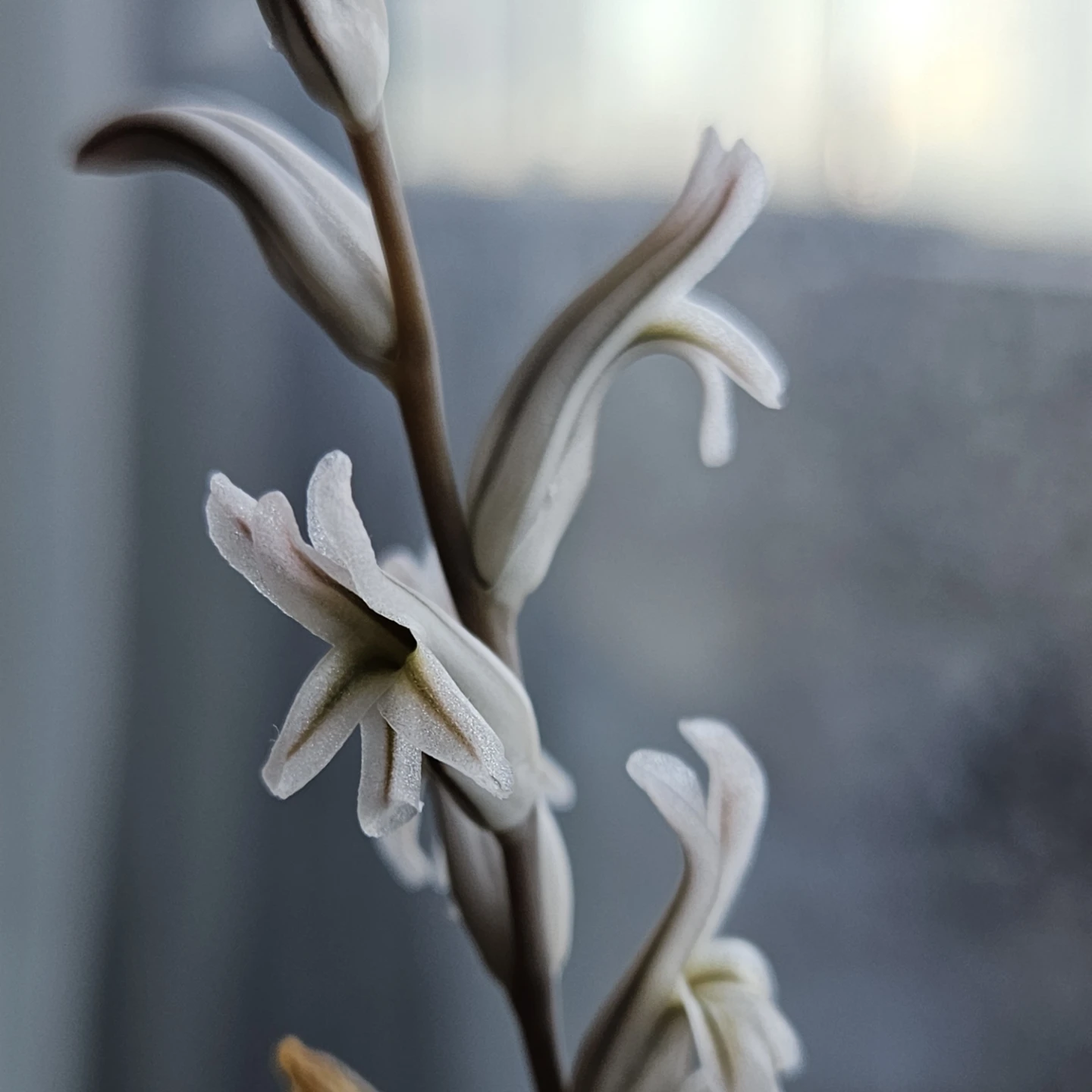 RARE succulent! Haworthia atrofusca - photo 2