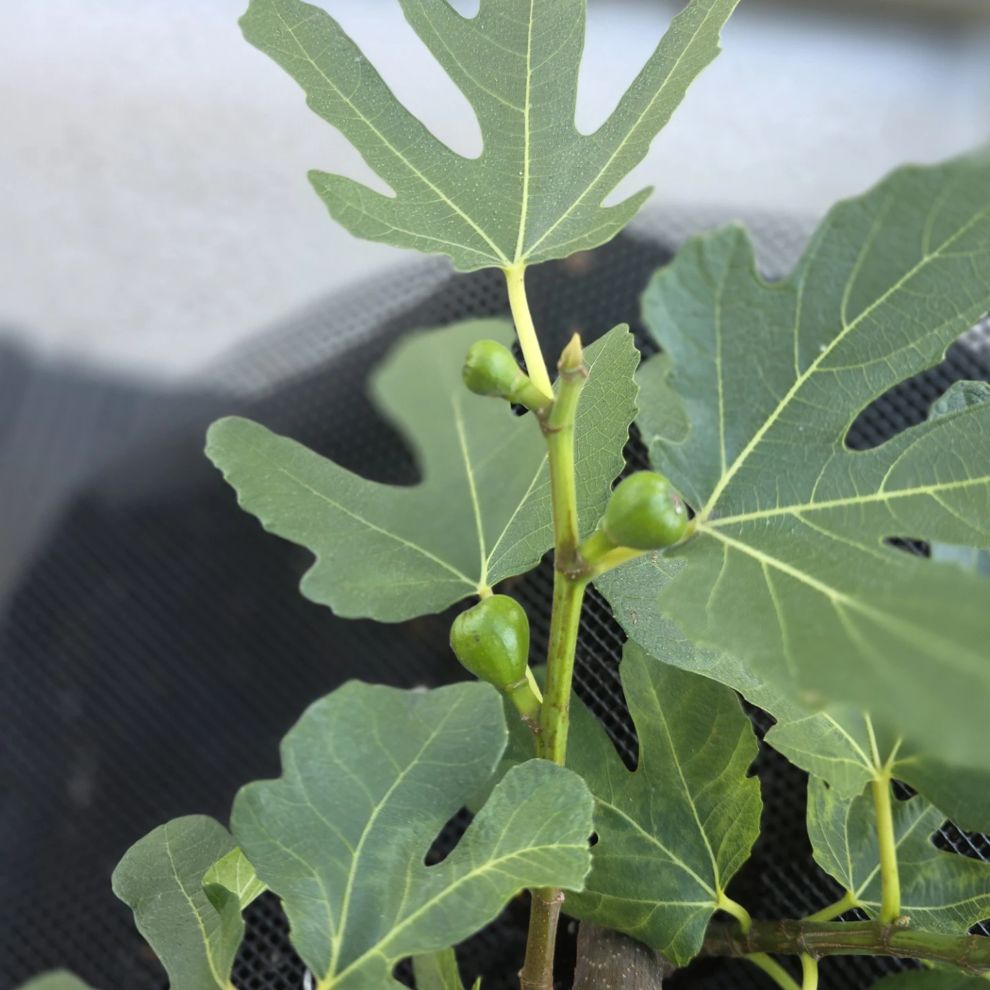Healthy Fig Tree cuttings