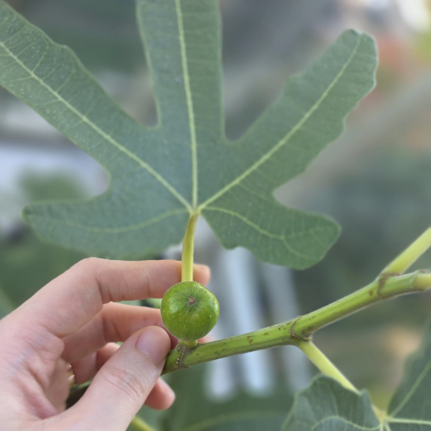Healthy Fig Tree cuttings - photo 2