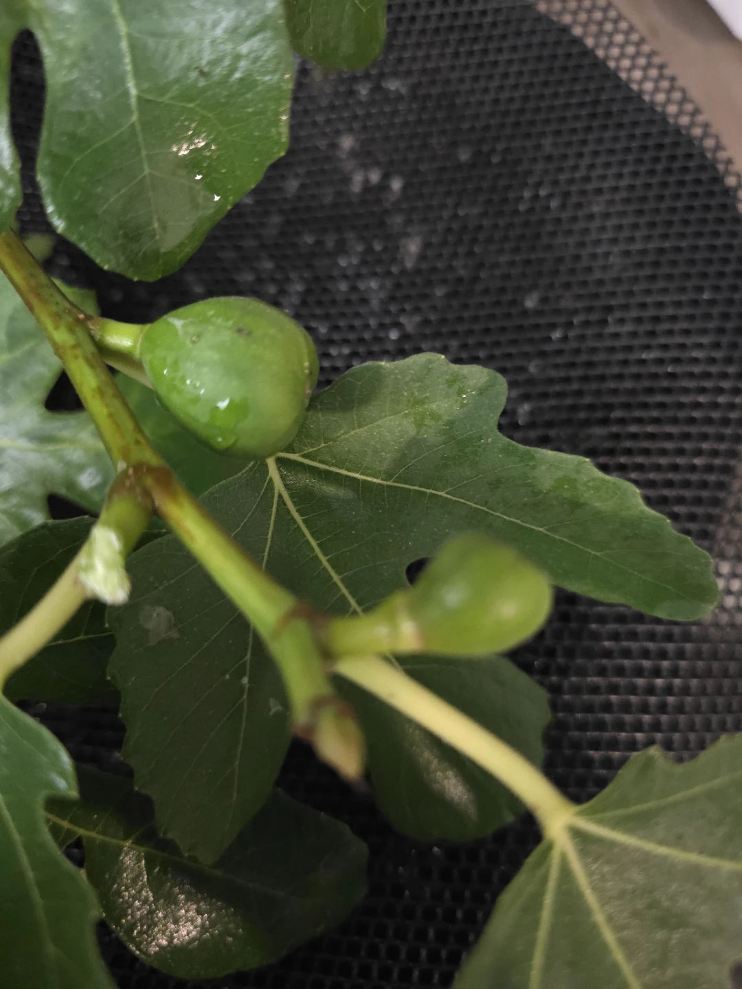 Healthy Fig Tree cuttings - photo 3