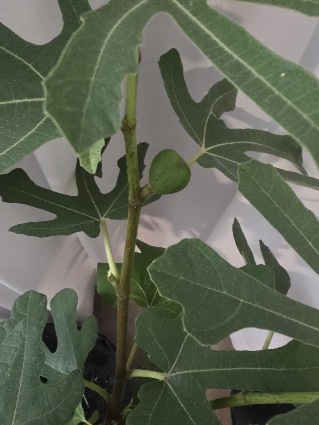 Healthy Fig Tree cuttings - photo 4