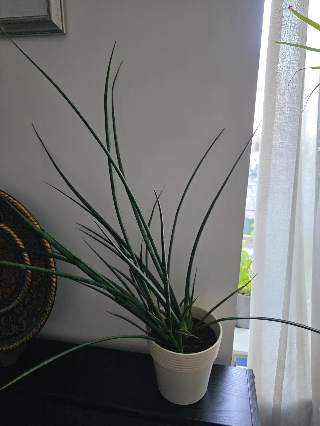 Sansevieria Cylindrica Plant
