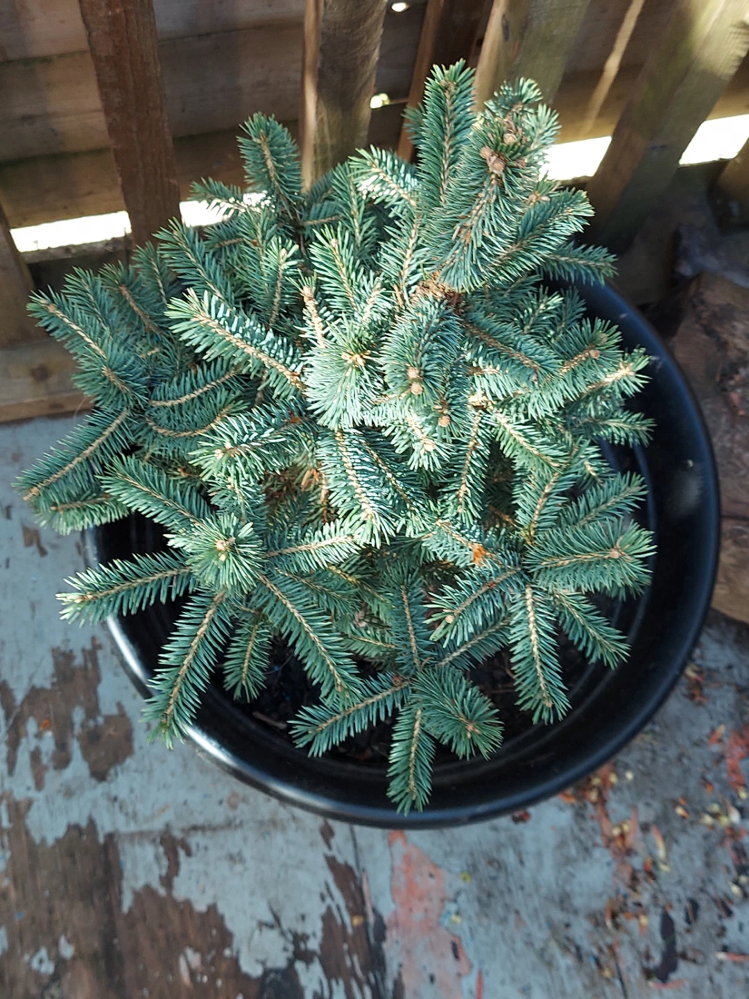 Baby Blue Spruce in Planter - photo 3